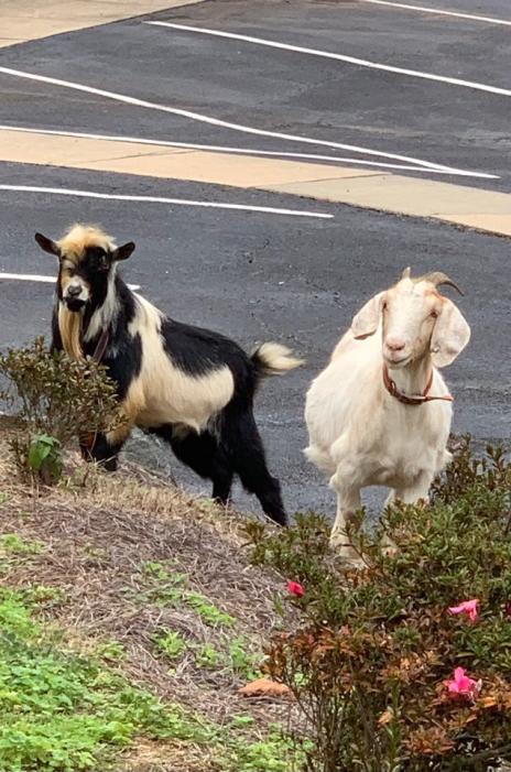 goats do not fear god